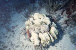 Bleached Coral Reef at Pelican Shoal Shallow Site, 25 feet, October 29, 1997, K