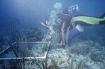 Robbie Smith at Pelican Shoal Shallow Site, 25 Feet, October 29, 1997, B by John C. Ogden