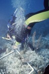 Robbie Smith at Pelican Shoal Shallow Site, 25 Feet, October 29, 1997, C by John C. Ogden