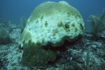 Bleached Coral Reef at Maitland Reef Shallow Site, 20 feet, October 31, 1997, D