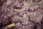 Close-ups of Juvenile Corals at Conch Reef