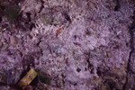 Close-up of Juvenile Corals at Conch Reef, One Year Later