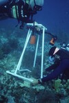 Two Divers Mark a Quadrant at Coral Reef