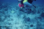 Thad Doing a Video Transect, Upper Keys Hard Ground by John C. Ogden