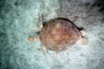 Green Turtle at Francis Bay, St. John, U.S. Virgin Islands, A by John C. Ogden