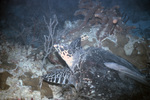 Leatherback Sea Turtle on Ocean Floor by John C. Ogden