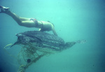 Leatherback Sea Turtle with Diver by John C. Ogden