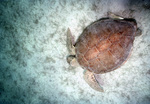 Green Turtle at Francis Bay, St. John, U.S. Virgin Islands, B by John C. Ogden