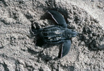 Young Leatherback Sea Turtle on Sand by John C. Ogden