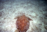 Green Turtle at Francis Bay, St. John, U.S. Virgin Islands, C by John C. Ogden