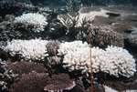 Coral Bleaching Event Near Pulau Tikus, Malaysia by John C. Ogden