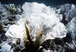 Bleached Coral at Grecian Rocks Reef, Florida Keys National Marine Sanctuary, A