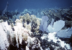 Bleached Coral at Grecian Rocks Reef, Florida Keys National Marine Sanctuary, B