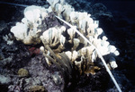 Bleached Porites Coral Colony with Measuring Tape