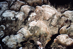 Bleached Pachyseris Coral Colony