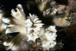 Partially Bleached Acropora Coral