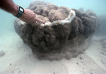 Hudson Treating Black Band Disease on Coral