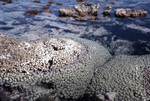 Pavona Coral at Low Tide