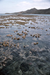 Acropora Coral at Low Tide