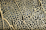 Sea Fan Coral Structure