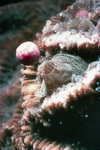 Coral Spawning with Pink Egg Release