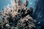 Sea Plume Coral and Sea Fan