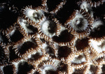 Zoanthus Sociatus Coral Colony, St. Croix, U.S. Virgin Islands