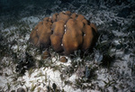 Brain Coral on Seafloor