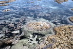 Boulder Coral Reef at Low Tide