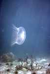 Moon Jellyfish Above Seafloor, Florida Keys