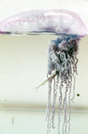 Portuguese Man 'o War with Fish