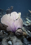 Sea Fan Coral on Reef