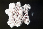 Bleached Star Coral Skeleton, A