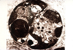 Microscopic Cross Section of Coral Cell