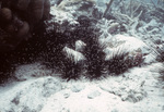 Diadema Among Bleached Coral