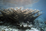 Acropora Palmata Colony, Anegada, British Virgin Islands