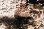 Siderastrea Radians Colony, West Indies by John C. Ogden