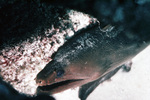 Green Moray Eel in Reef by John C. Ogden