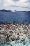 People Walking Through Coral Reef at Low Tide