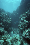 Diver at Loblolly Bay, British Virgin Islands by John C. Ogden