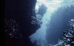 Fish Swimming Through Coral Reef