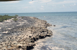 Rocky Intertidal Color Zones, Indian Key, Florida by John C. Ogden