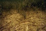 Patch of Seagrass by John C. Ogden