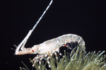 Krill and Aquatic Vegetation