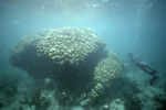 Diver at Loblolly Bay, Anegada, British Virgin Islands by John C. Ogden