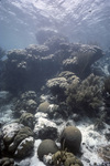 Coral Reef with Bleaching, Anegada, British Virgin Islands