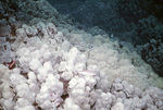 Bleached Coral Reef, Kona, Hawaii