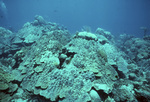 Bleached Coral Reef with Plate Coral