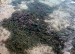 Algae and Marine Life in Kāneʻohe Bay, Hawaii