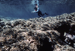 Pocillopora Reef, Isla Panama